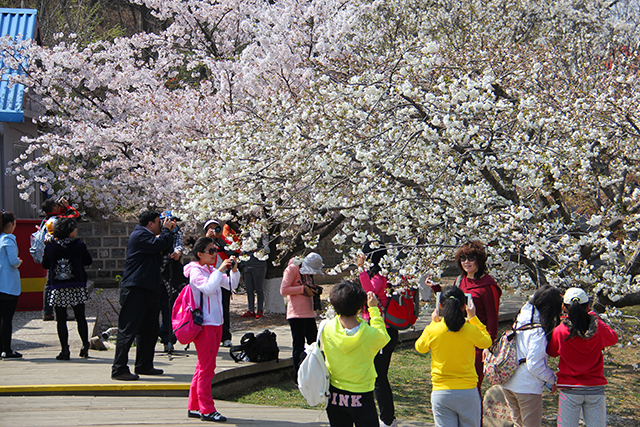 大連（旅順）国際桜祭り