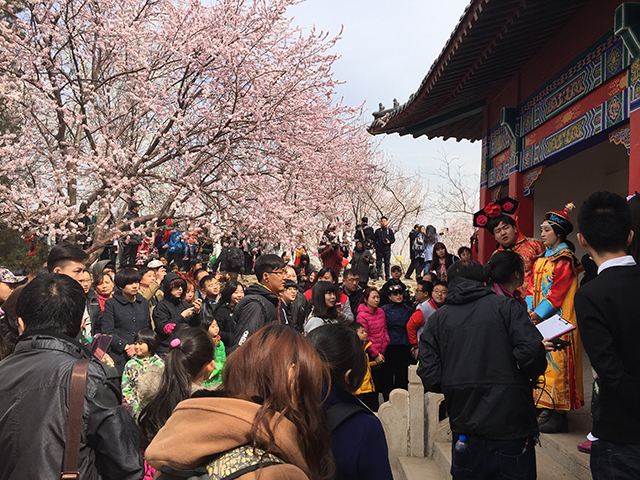 天津運河桃花文化観光祭り